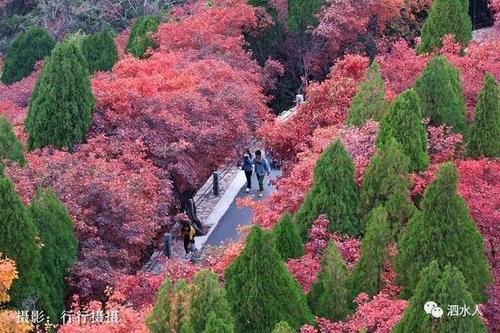 我想读醉
