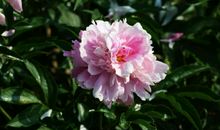 张元斡：兰陵王