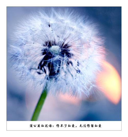 花语青年