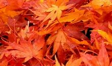 描写枫林的作文