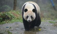 国宝大熊猫作文300字