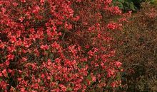 华南植物园游记