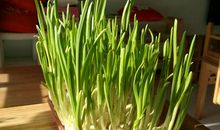 大蒜宝宝成长记