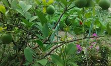 柠檬树上的风景