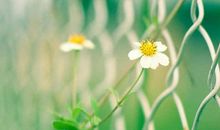 聆听仲夏夜的心曲