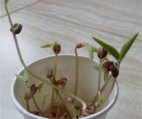 绿豆发芽观察