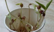 绿豆发芽观察记