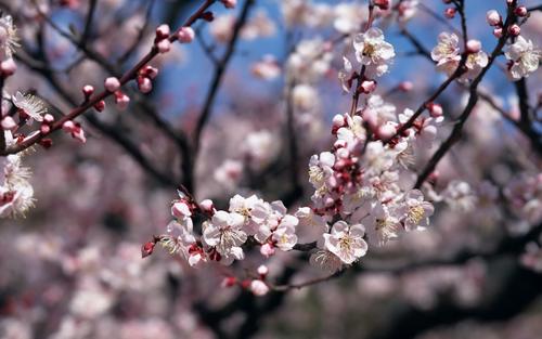 感动人心的梅花