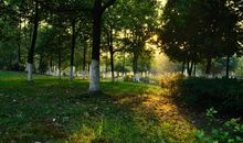 难忘那一缕阳光