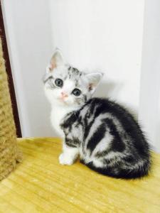 有趣的小猫