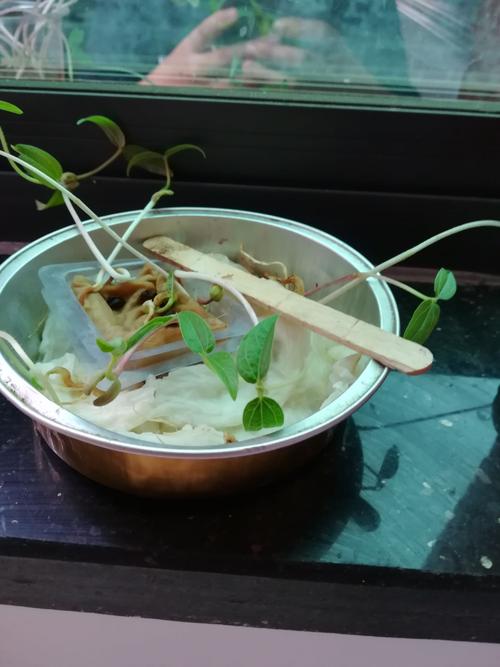 绿豆历险记