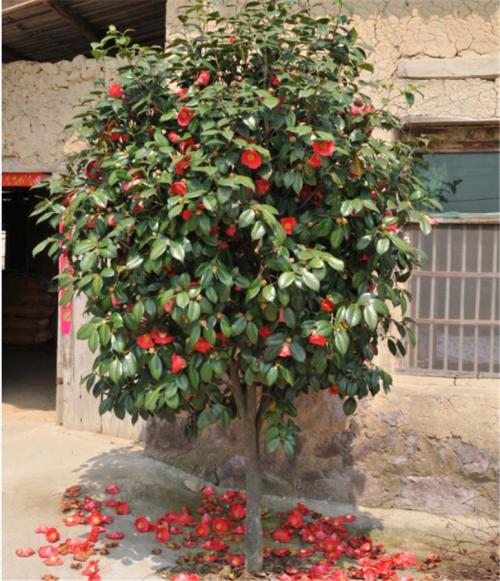 茶花