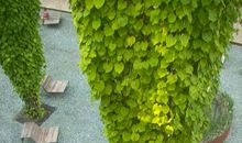 用手造绿化用心点绿化