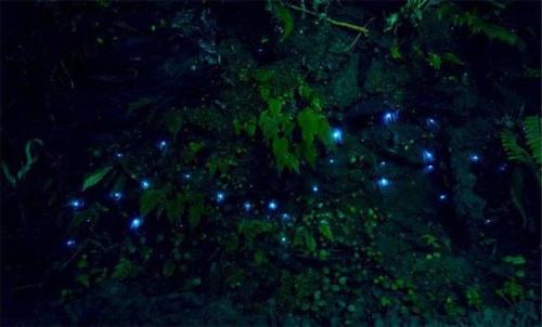 在深夜里“萤火虫”