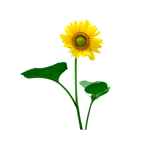 一朵小花