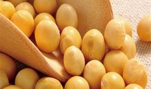 一颗小黄豆的自述