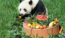 暑假去看大熊猫