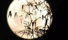 读《温一壶月光下酒》有感