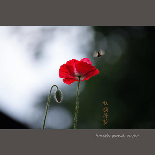 看完罂粟花之后