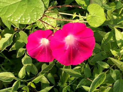 牵牛花，吹小号