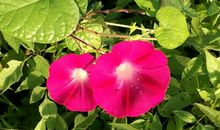 牵牛花，吹喇叭