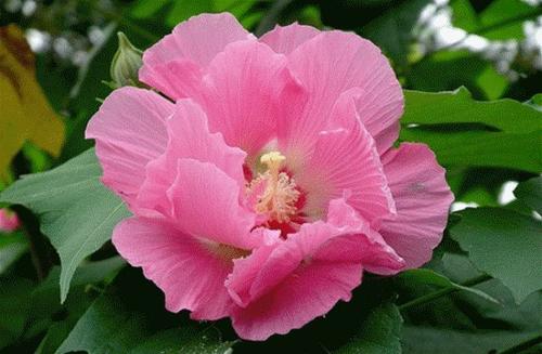 芙蓉盛开