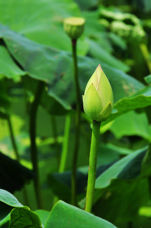 故乡莲花