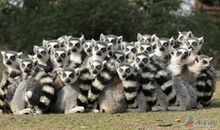 我第一次“群居”