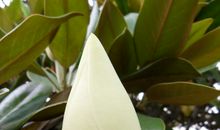 假如我是一朵广玉兰