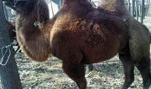 月色中的小骆驼