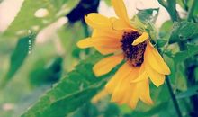 心若向阳必生温暖