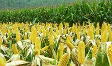 植物离不开根的营养