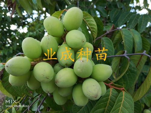 长成绿色的橄榄