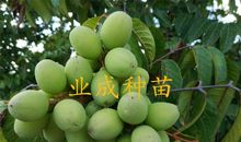 成长是枚青橄榄