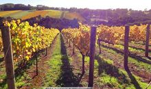 秋天美丽的果园