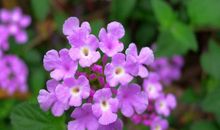 环保花儿朵朵开