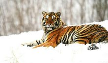 假如我是一只东北虎