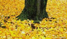 丢失了生命的人