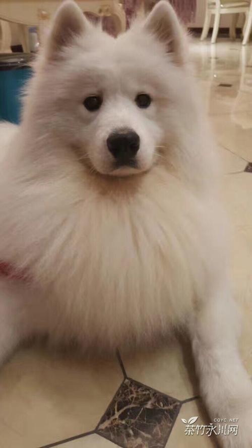 小狗叙事