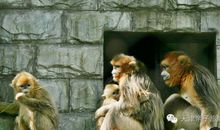 把家庭比作动物园