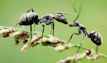 小虫子蚂蚁和蝴蝶用鸡蛋壳作文