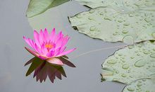 插上梦想的翅膀