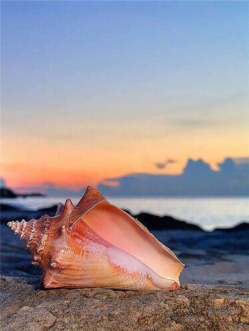 听海的耳语