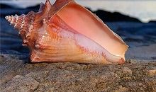 倾听大海的絮语