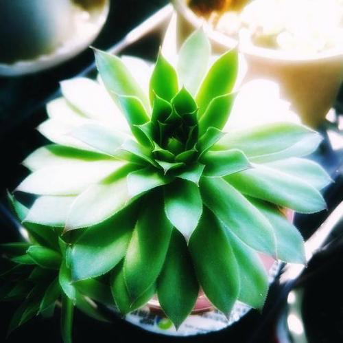 我明白种花的意思