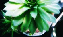 我读懂了养花的意义