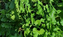 寻找秋天的颜色