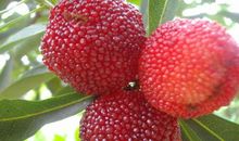 家乡的特产——杨梅