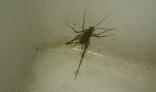 我们家的四条虫