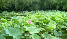 我为家乡环保分忧愁